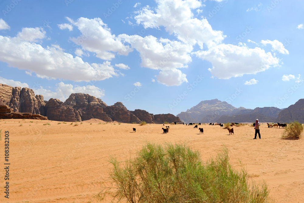 Obraz premium pascolo