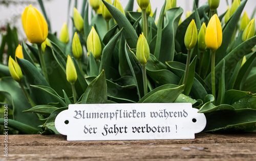 Obraz na płótnie Tulpen mit Schild w salonie
