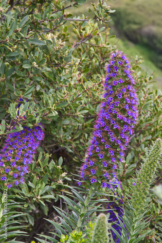 Echium candicans photo