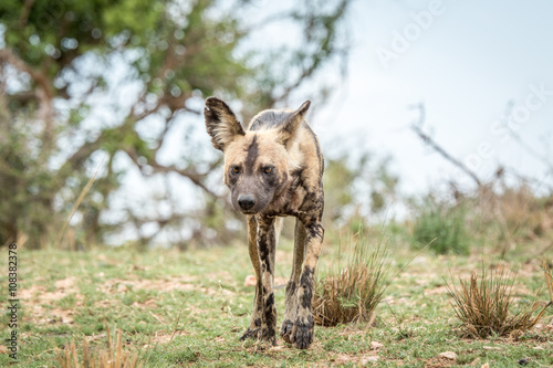 African wild dog walking towards the camera in the Kruger