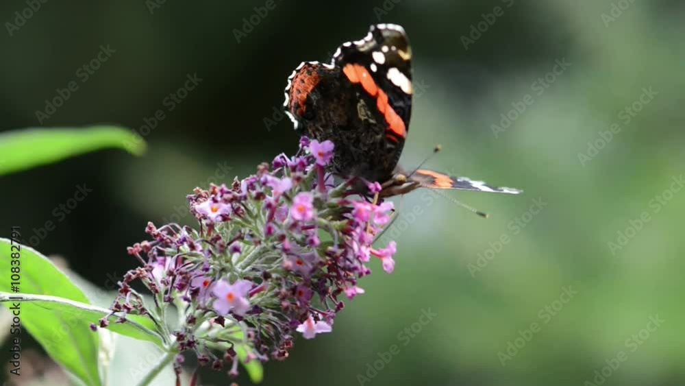 red admiral butterfly (Vanessa atalanta) red admiral butterfly (Vanessa atalanta)