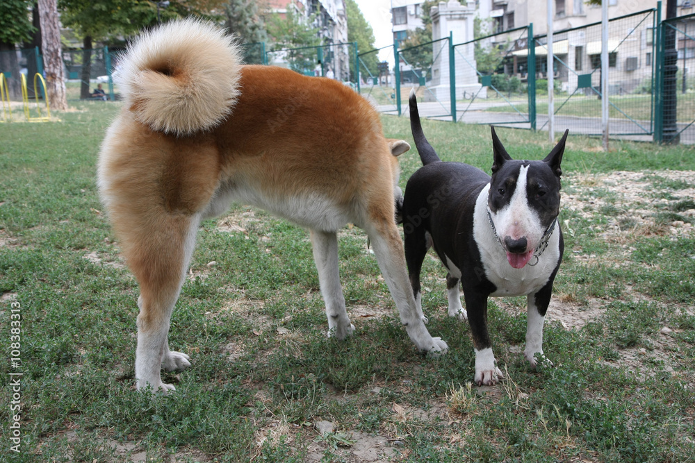 Akita Inu and Bull Terrier inroduction