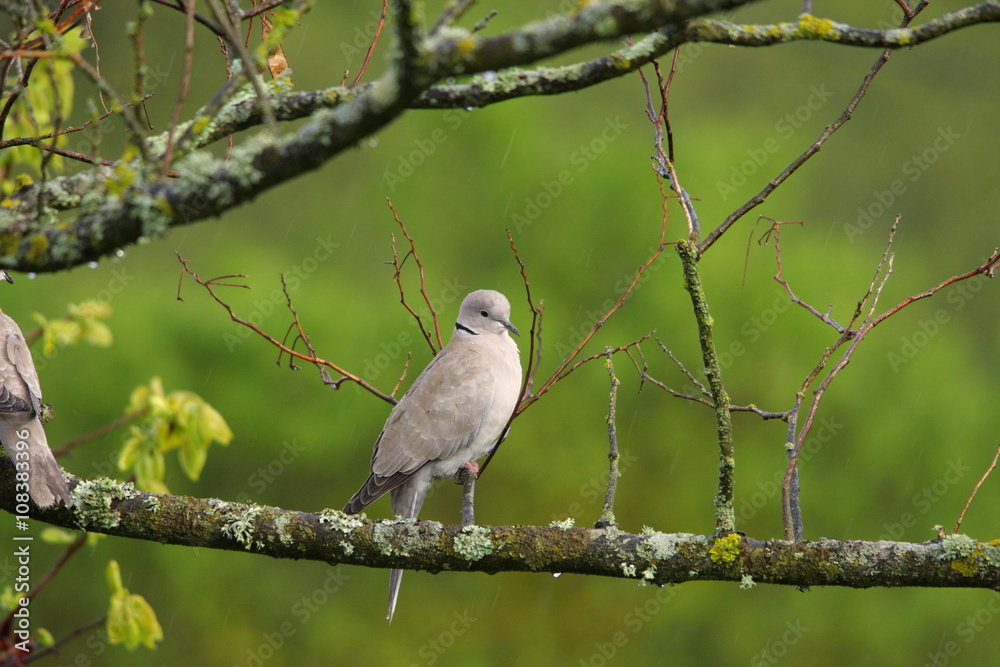 Tourterelle turque (Streptopelia decaocto) Tourterelle turque (Streptopelia decaocto)