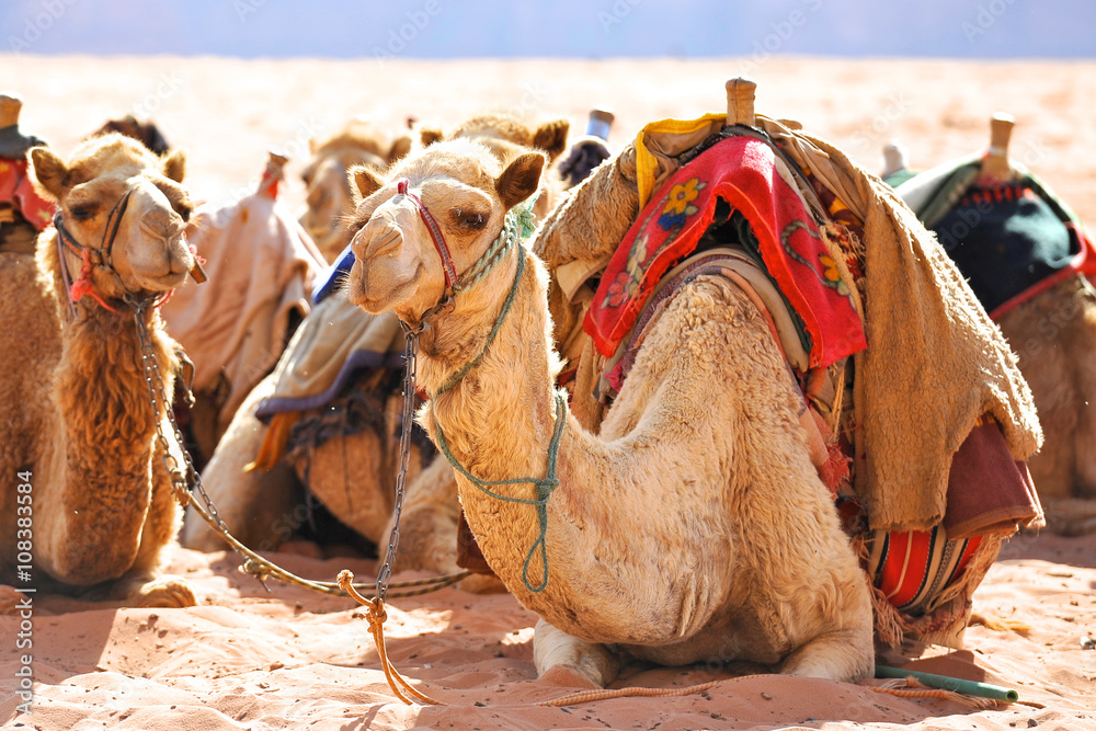 Fototapeta premium nel deserto