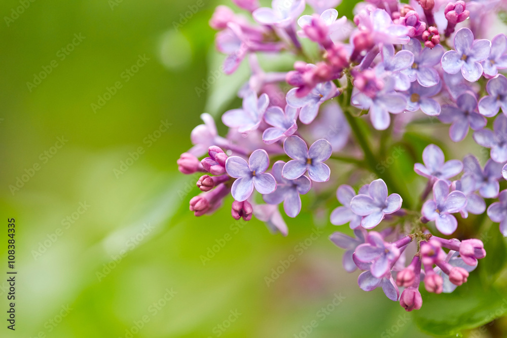 Flowers Flowers