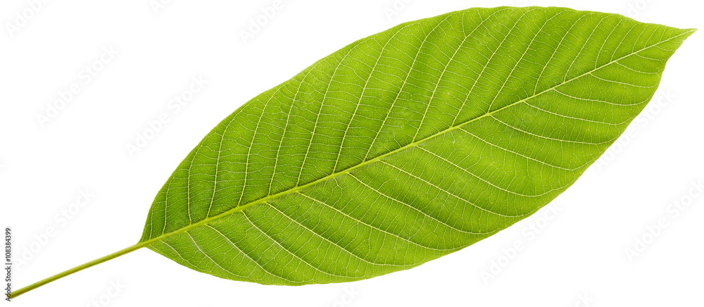 Fototapeta premium Green leaf