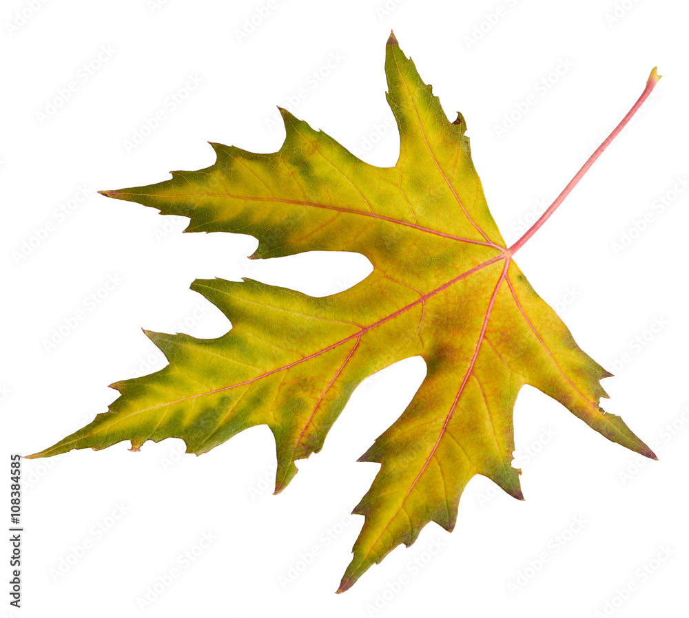 Fototapeta premium Maple leaf