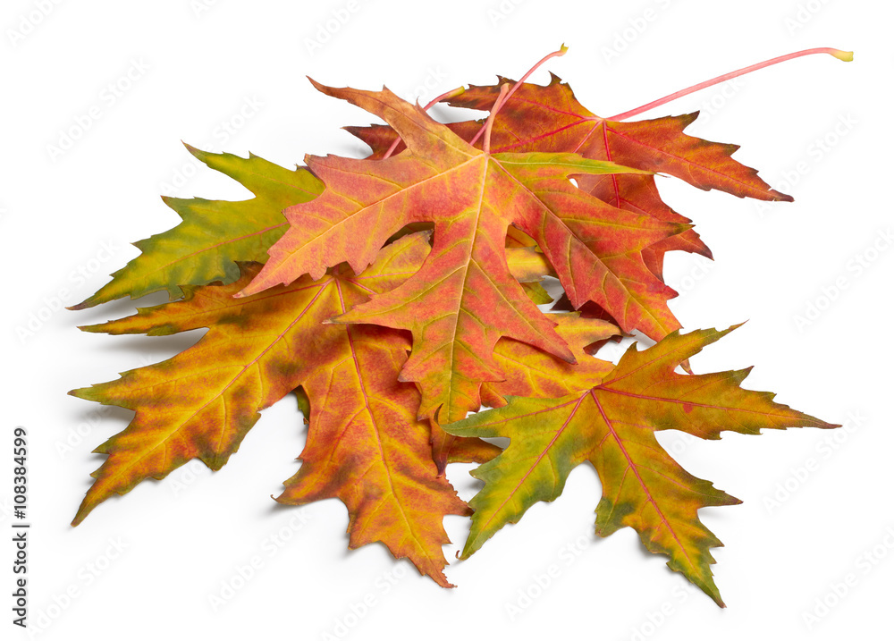 Obraz premium Maple leaves