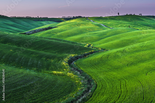 Green awakening spring in Tuscany.