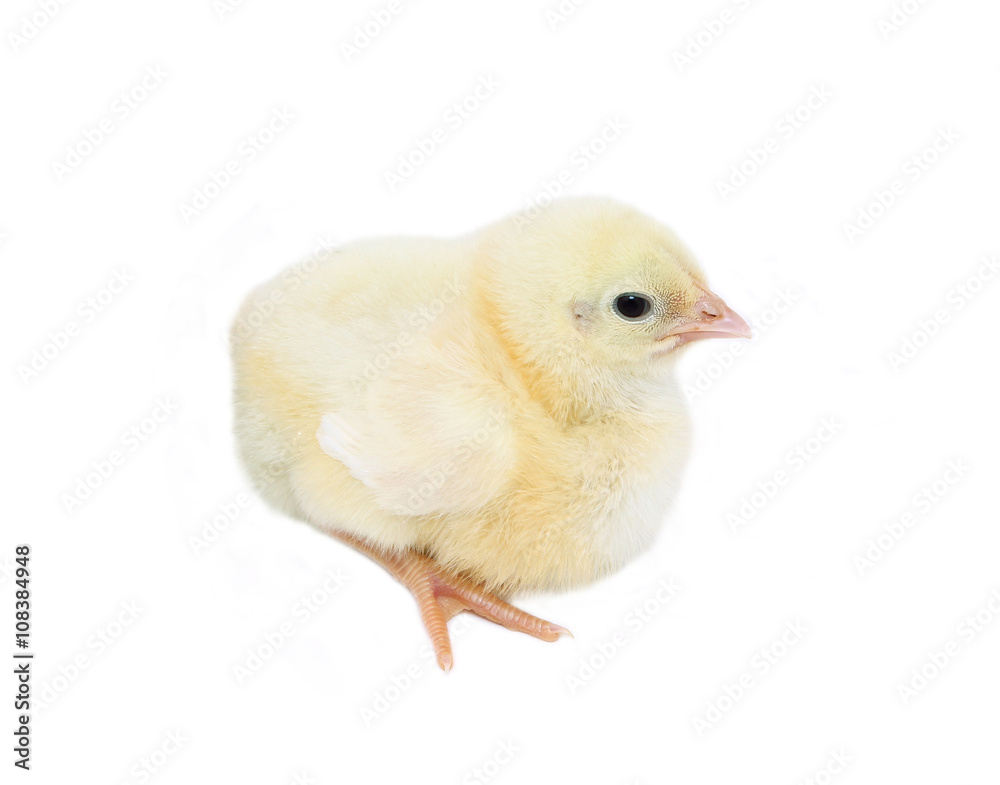 Obraz premium Nestlings little yellow chicks
