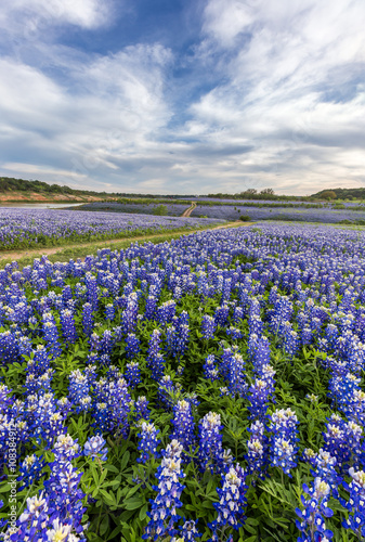 Texas bluebonnet field in Muleshoe Bend, Austin, TX.