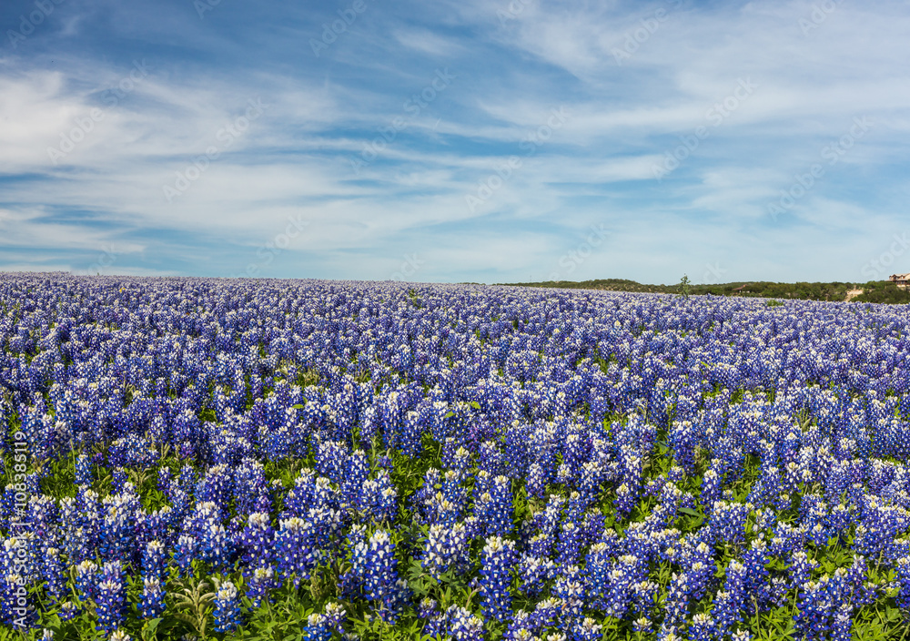 Texas Bluebonnet filed and blue sky background in Muleshoe bend,