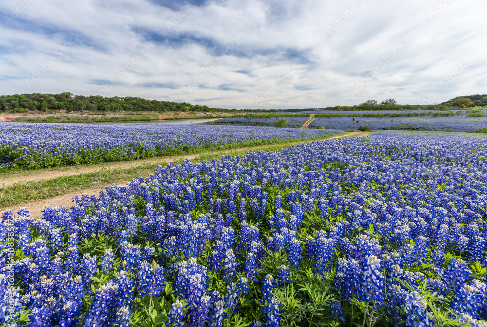 Naklejka premium Large Texas bluebonnet field in Muleshoe Bend, Austin, TX