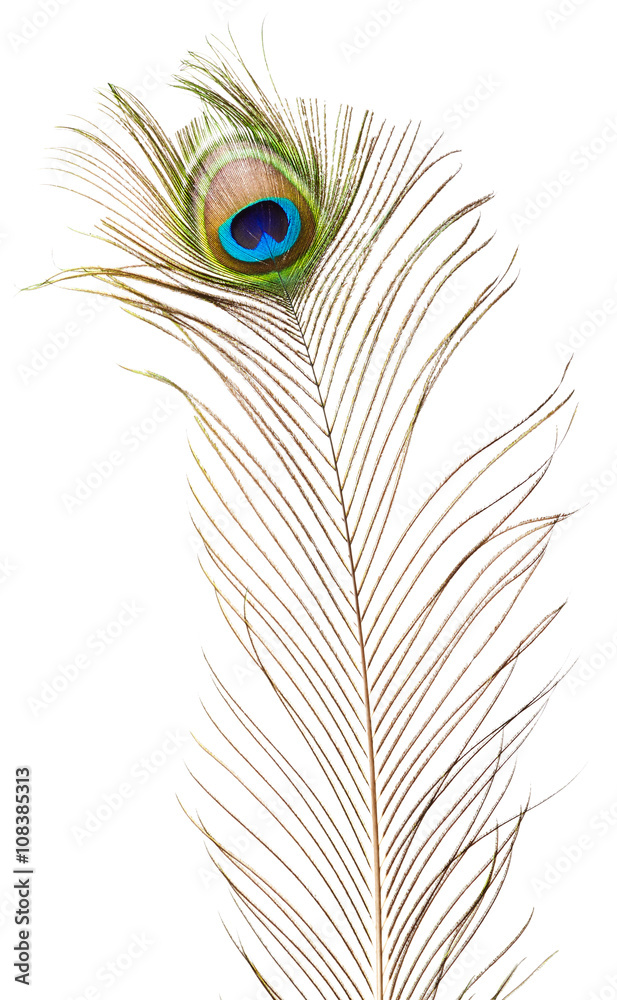 Obraz premium Peacock feather