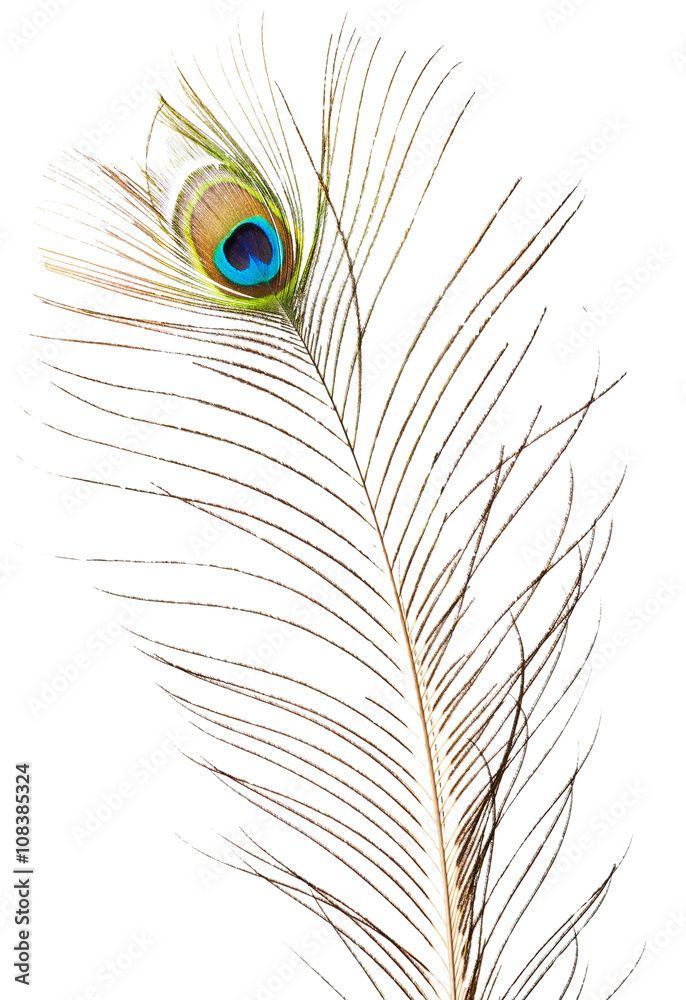 Fototapeta premium Peacock feather