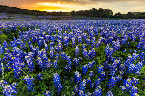 Beautiful Bluebonnets field at sunset near Austin, Texas in spri photo