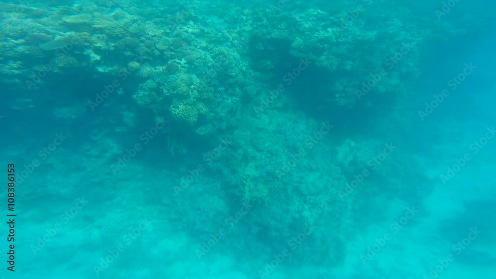 snorkeling in the beautiful sea. near the corals and fish. cyan warm water. active lifestyle. rest and vacation. summer and tropical snorkeling in the beautiful sea. near the corals and fish. cyan warm water. active lifestyle. rest and vacation. summer and tropical