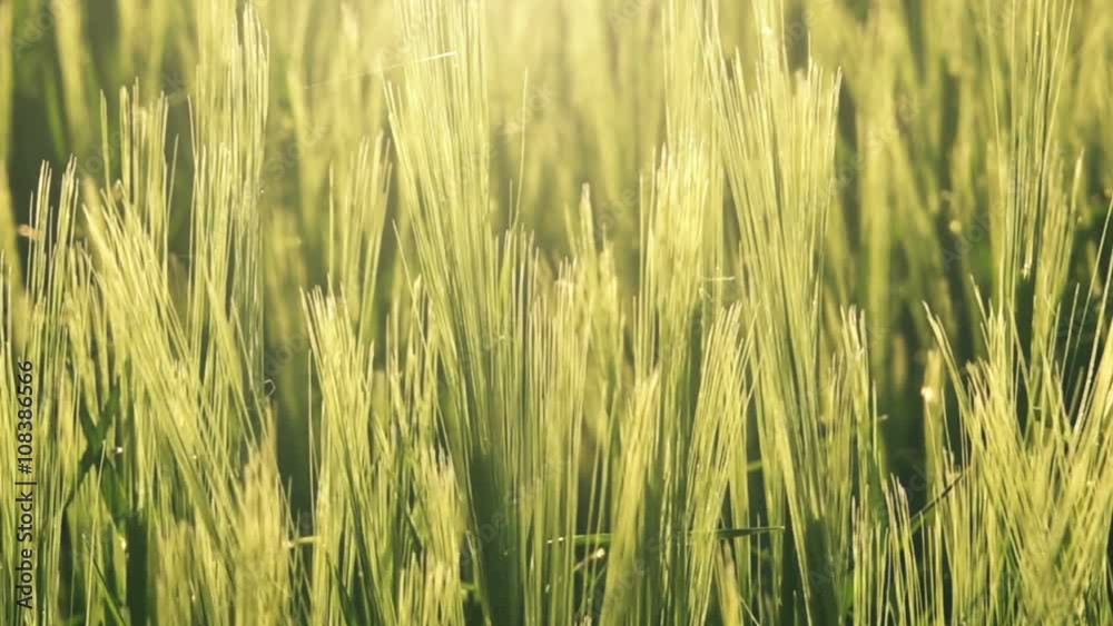 Handheld close up shot of developing young green wheat plants against sunset light in cultivated field. Handheld close up shot of developing young green wheat plants against sunset light in cultivated field.