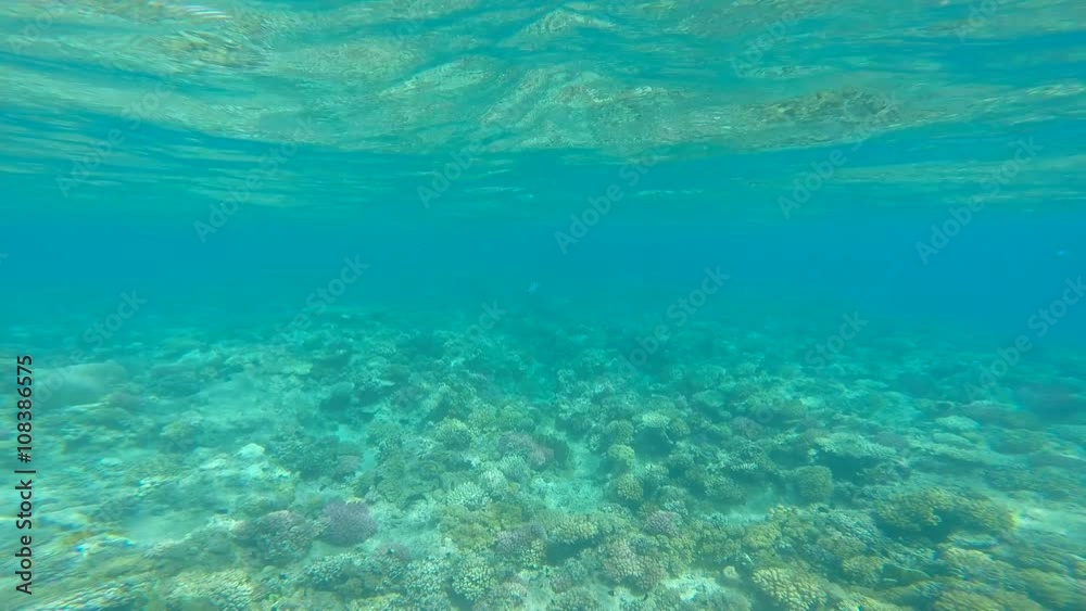 snorkeling in the beautiful sea. near the corals and fish. cyan warm water. active lifestyle. rest and vacation. summer and tropical snorkeling in the beautiful sea. near the corals and fish. cyan warm water. active lifestyle. rest and vacation. summer and tropical