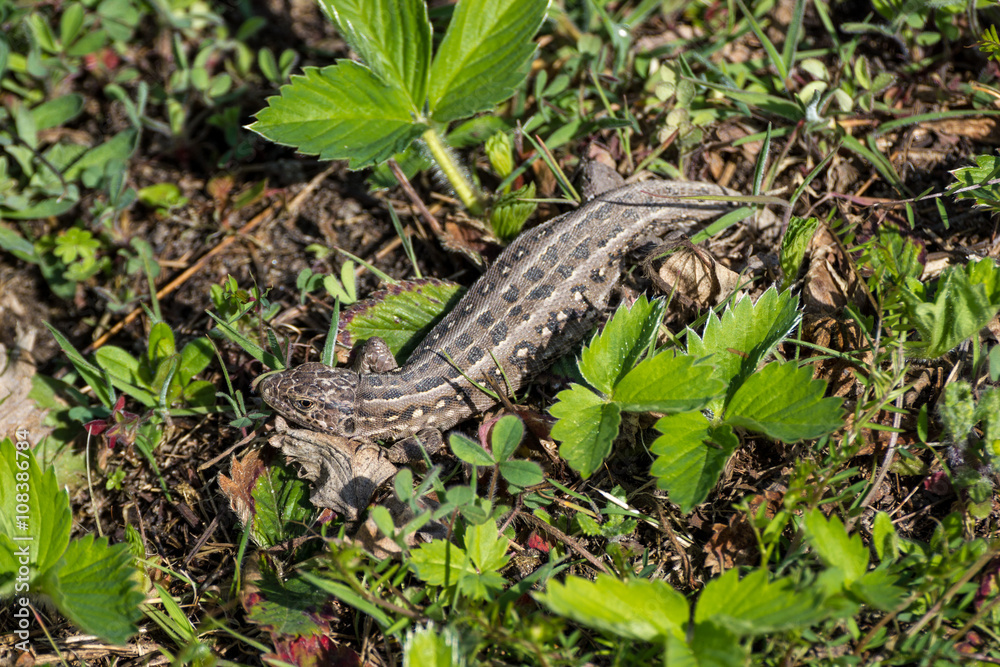 Obraz premium Female Sand lizard