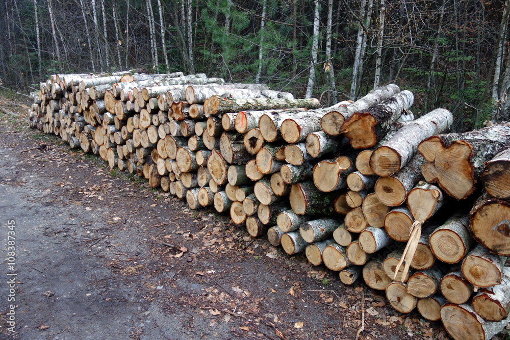stack of birch-tree logs in a forest