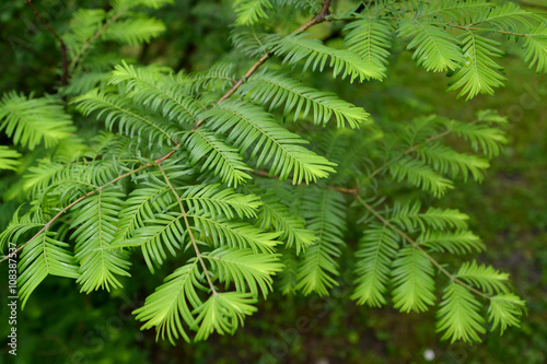 Metasequoia gliptostrobovidny (Metasequoia glyptostroboides Hu & photo