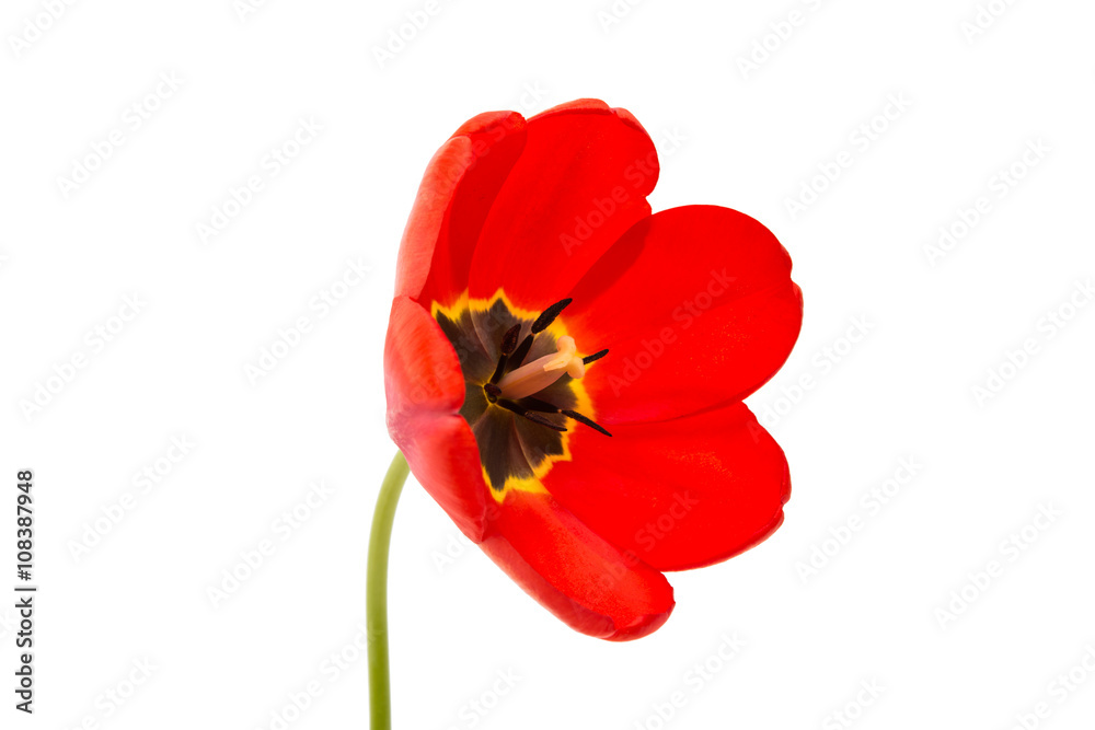 red tulip isolated red tulip isolated
