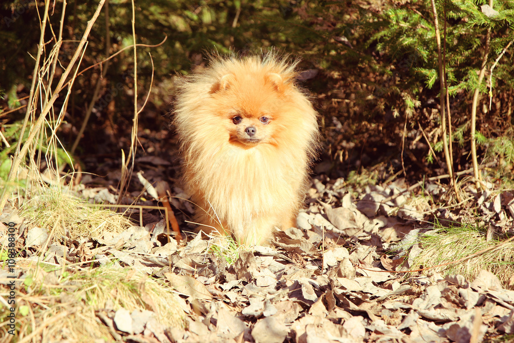 Cute pomeranian dog. Dog in the forest