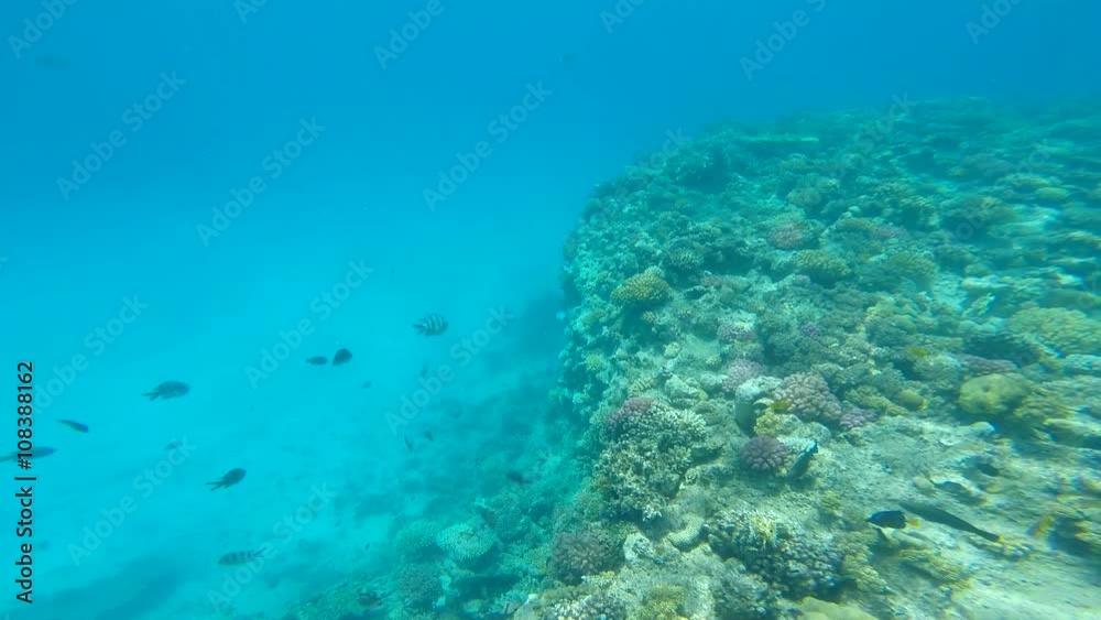 snorkeling in the beautiful sea. near the corals and fish. cyan warm water. active lifestyle. rest and vacation. summer and tropical snorkeling in the beautiful sea. near the corals and fish. cyan warm water. active lifestyle. rest and vacation. summer and tropical