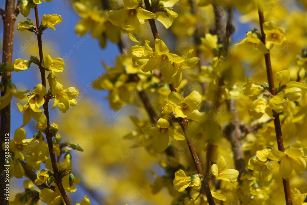 forsythie, Forsythia, strauch, gelb, frühling, frühjahr, blauer himmel forsythie, Forsythia, strauch, gelb, frühling, frühjahr, blauer himmel
