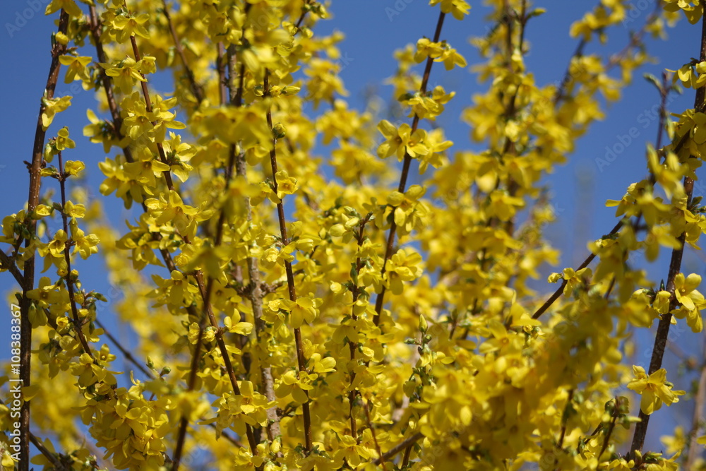 forsythie, Forsythia, gelb, blüten, frühjahr, frühling, blauer himmel forsythie, Forsythia, gelb, blüten, frühjahr, frühling, blauer himmel