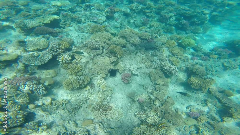 snorkeling in the beautiful sea. near the corals and fish. cyan warm water. active lifestyle. rest and vacation. summer and tropical snorkeling in the beautiful sea. near the corals and fish. cyan warm water. active lifestyle. rest and vacation. summer and tropical