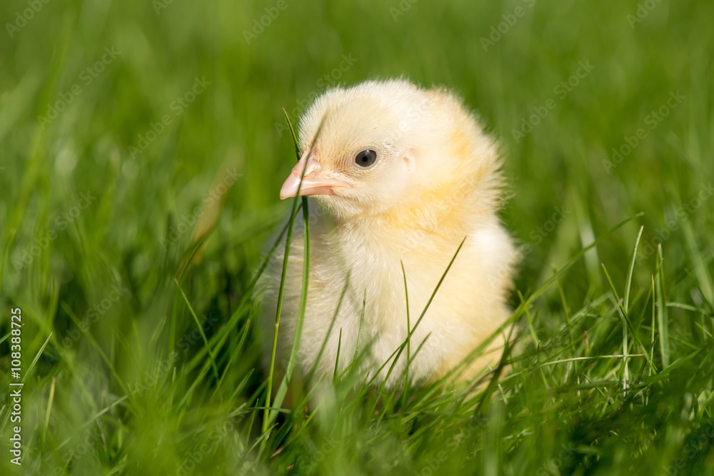 Newly-hatched chick on a green grass Newly-hatched chick on a green grass