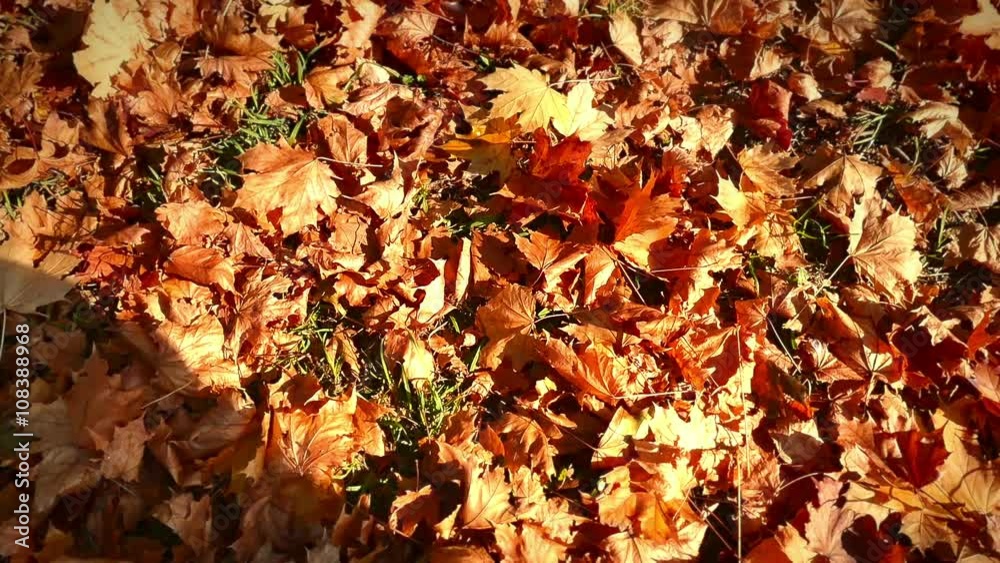 Moving through in autumn leaves Moving through in autumn leaves