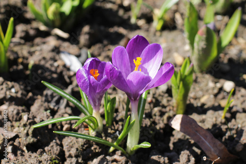 violet crocuses. early spring.