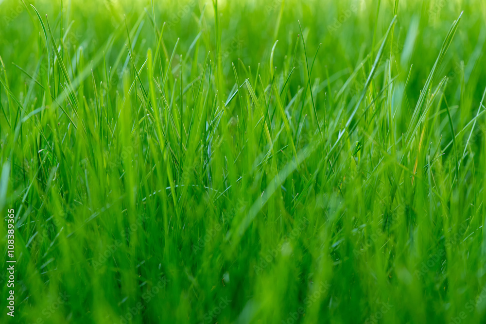 Obraz premium zielona trawa tło