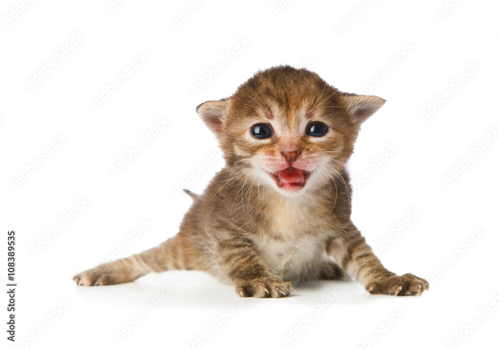 Cute grey striped kitten isolated Cute grey striped kitten isolated