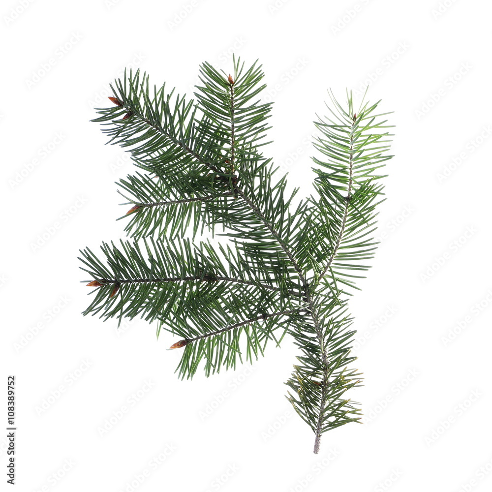 pine branch isolated on white background pine branch isolated on white background