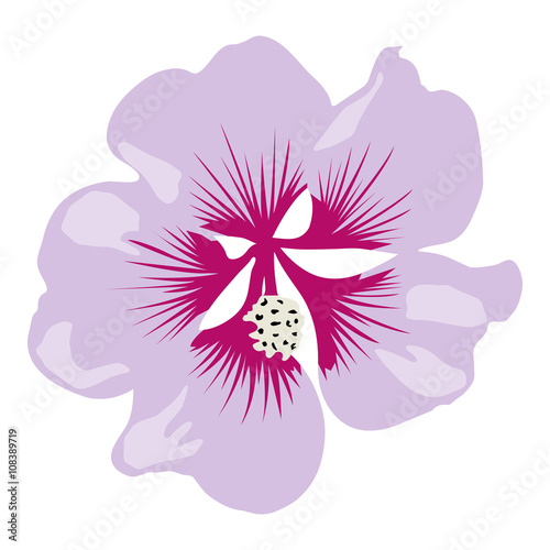 Beautiful isolated "Hibiscus" flower (also known as Rose Mallow) with violet and bordeaux petals on white background - Eps10 Vector graphics and illustration
