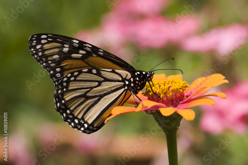 Monarch Butterfly on Zinnia © Jill Lang
