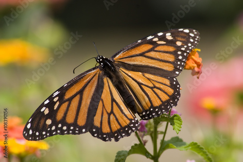Monarch Butterfly Feeding on Lantana Flowers © Jill Lang
