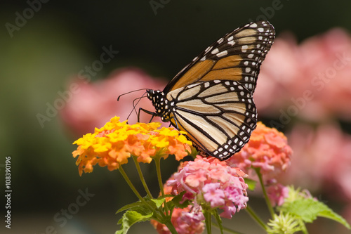Monarch Butterfly Feeding on Lantana Flowers © Jill Lang
