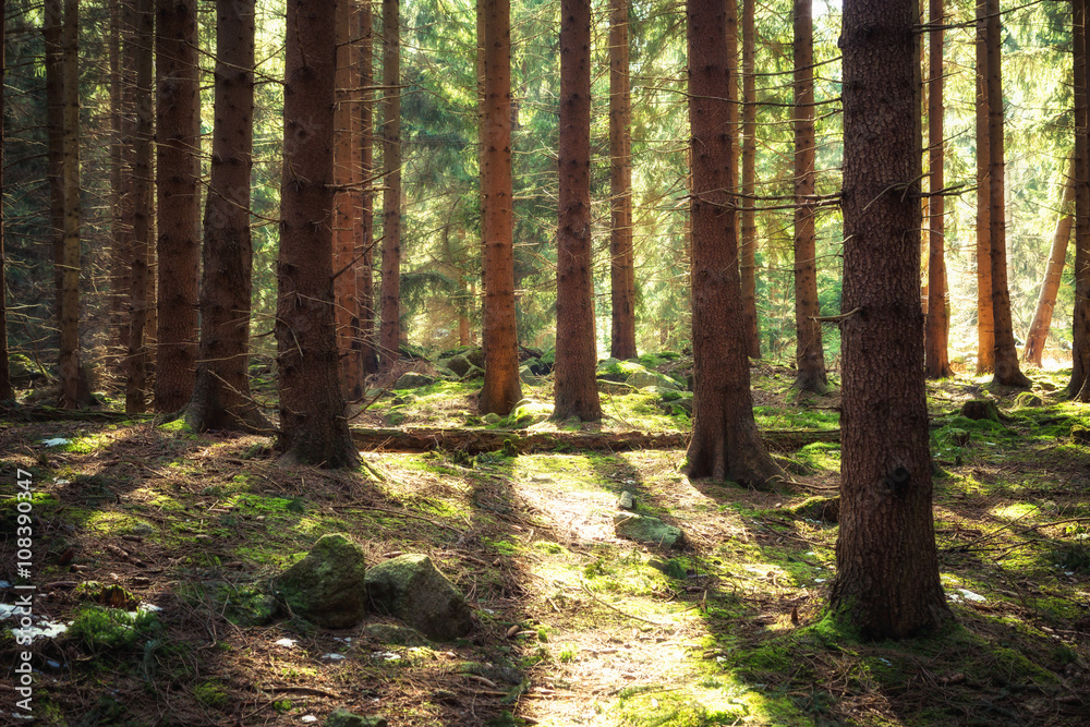 Fototapeta premium Frühling in Harzer Wälder