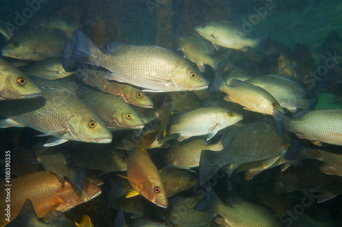 shoal of gray snapper fish with few dog snapper under a dock of Cayo coral in Bocas del Toro, Panama, Caribbean sea photo
