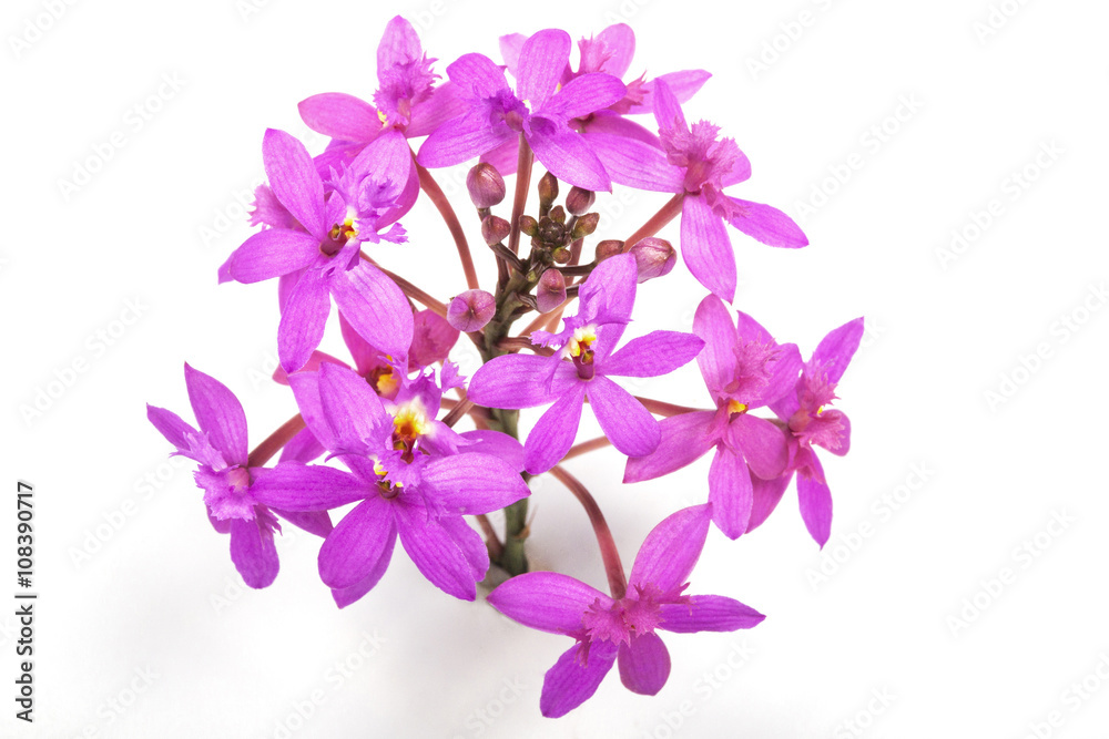 Head of Tiny Pink Epidendrum Orchids and Buds Head of Tiny Pink Epidendrum Orchids and Buds