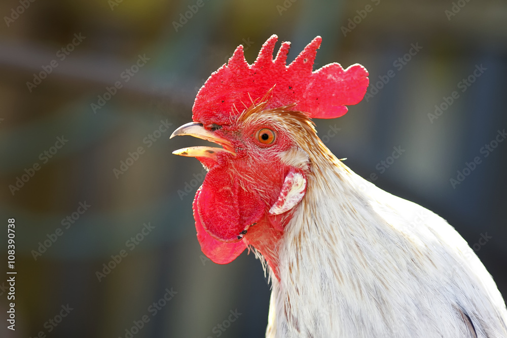 white rooster sings in the village