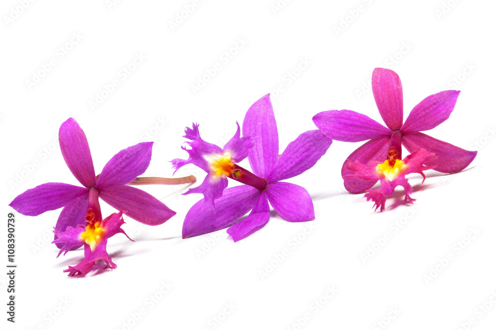 Row of Three Tiny Pink Eipdendrum Orchids Row of Three Tiny Pink Eipdendrum Orchids