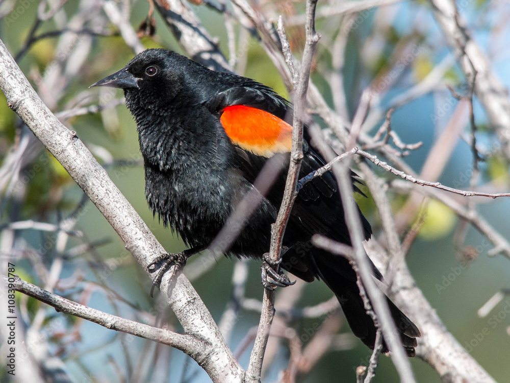 Fototapeta premium A common red-winged blackbird (agelaius phoeniceus)