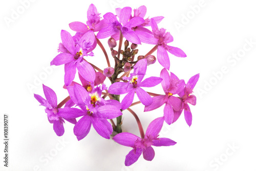 Head of Tiny Pink Epidendrum Orchids and Buds