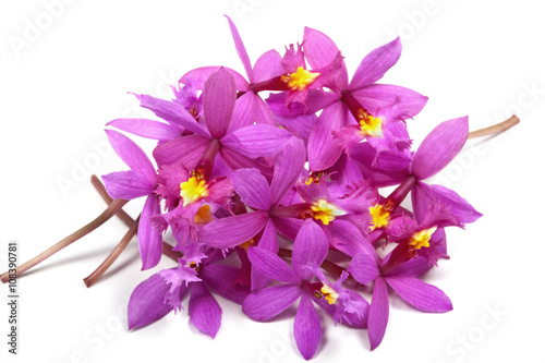 Pile of Tiny Pink Epidendrum Orchids with Yellow Centers